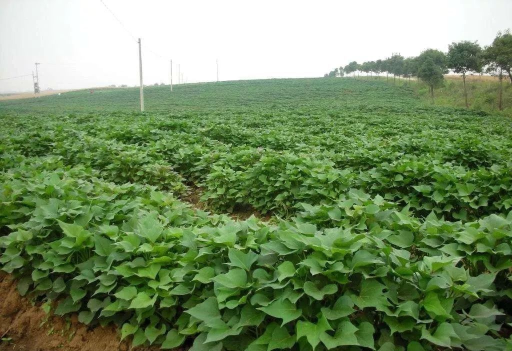 红薯怎样种植(红薯怎样种植高产)