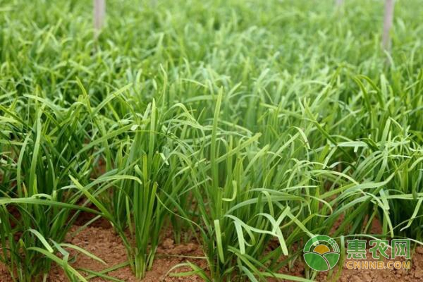 韭菜怎样栽种(韭菜怎样栽种最好)