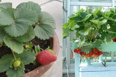 家庭种植草莓的方法步骤(家庭种植草莓的方法步骤图)