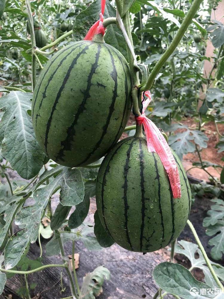 小吊瓜种植技术视频(小吊瓜种植技术视频大全)