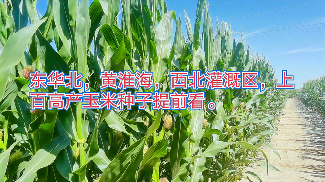西北高产玉米品种(2023十大品牌玉米种)