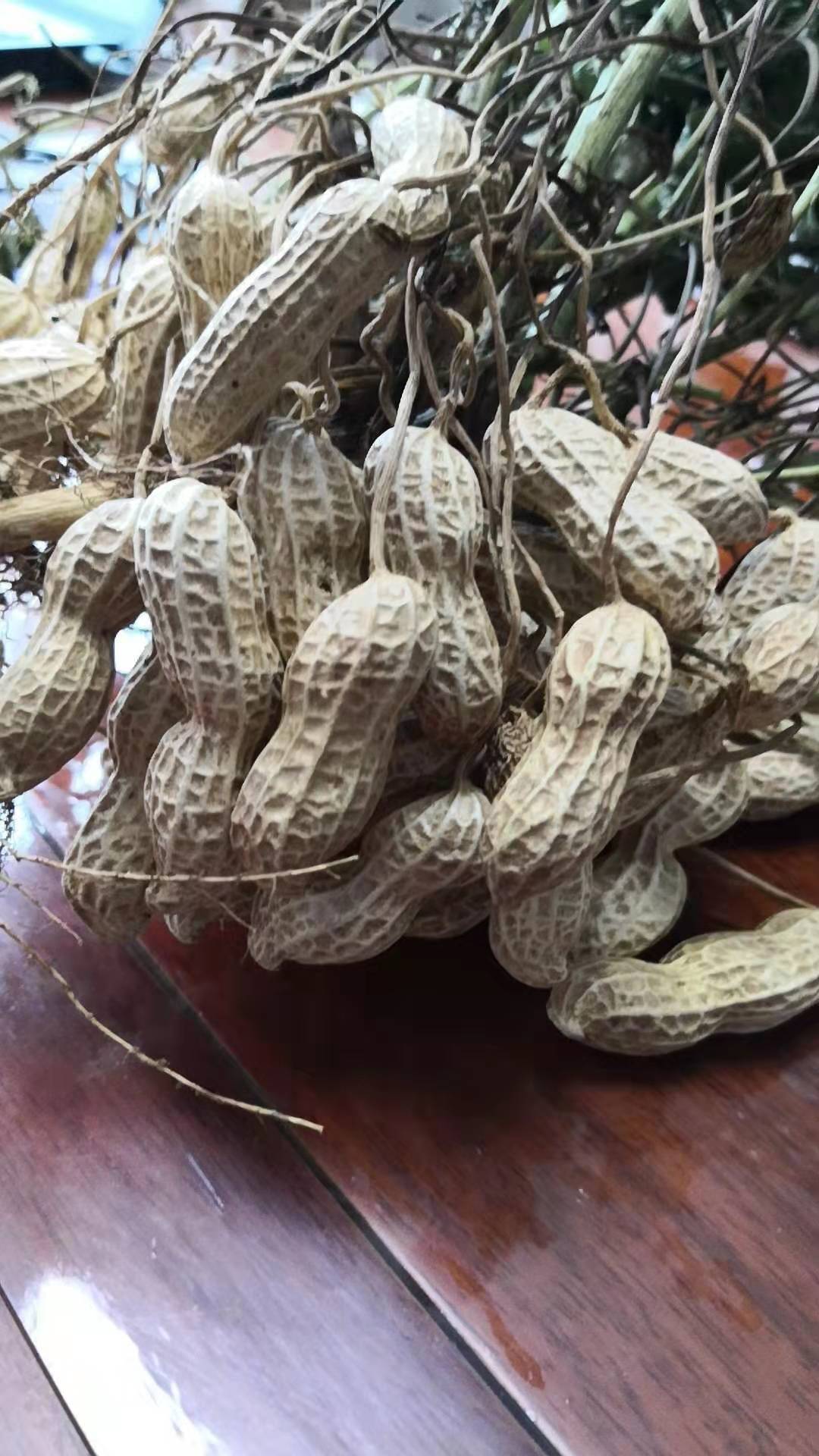 罗汉果花生品种大全(高产罗汉果花生新品种)