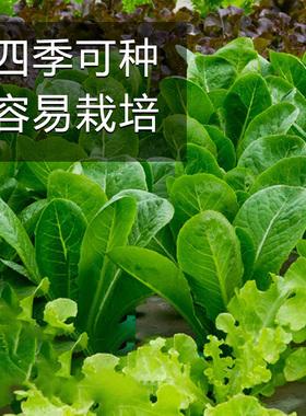 生菜什么季节种(生菜什么季节种植最好)
