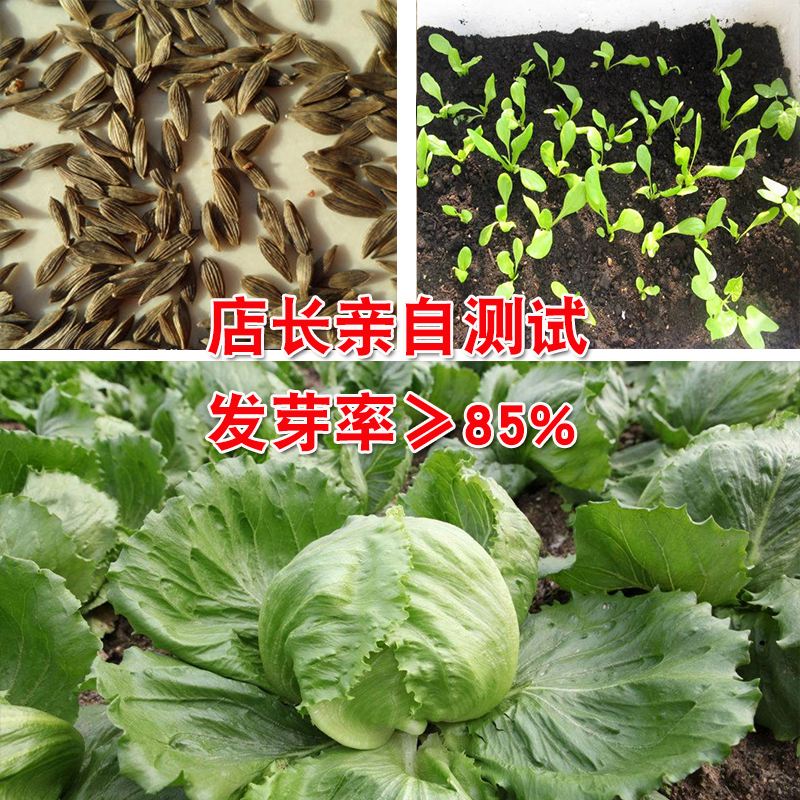 生菜什么季节种(生菜什么季节种植最好)
