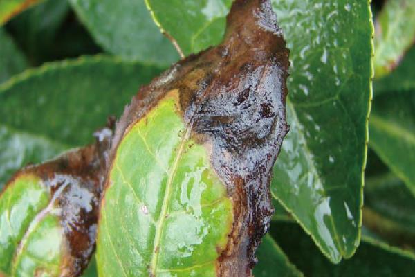茶叶病虫害防治方法(茶叶病虫害的综合防治方法)