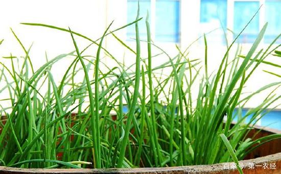 韭菜种催芽(韭菜种植催种)