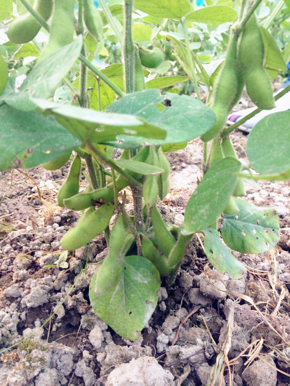 毛豆如何育苗(毛豆育苗移栽技术)