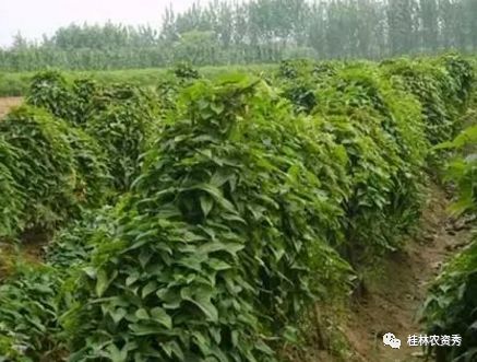 山药要种多久可以挖(山药种下去,多久才能收)