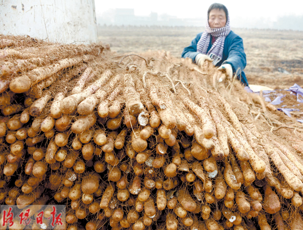 山药要种多久可以挖(山药种下去,多久才能收)