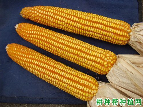 粘玉米种子什么品种好(粘玉米种子什么品种好些)