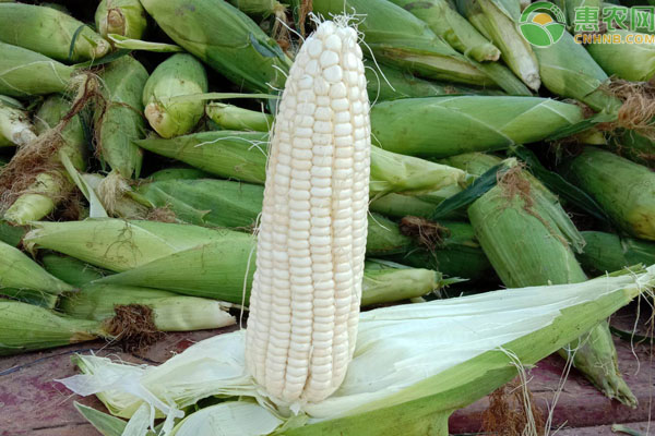 那种糯玉米又甜又糯(什么糯玉米又甜又粘品种好)