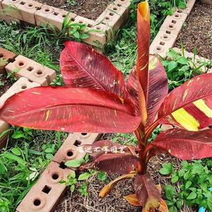 红宝石花的养殖方法(红宝石花卉怎么栽培)