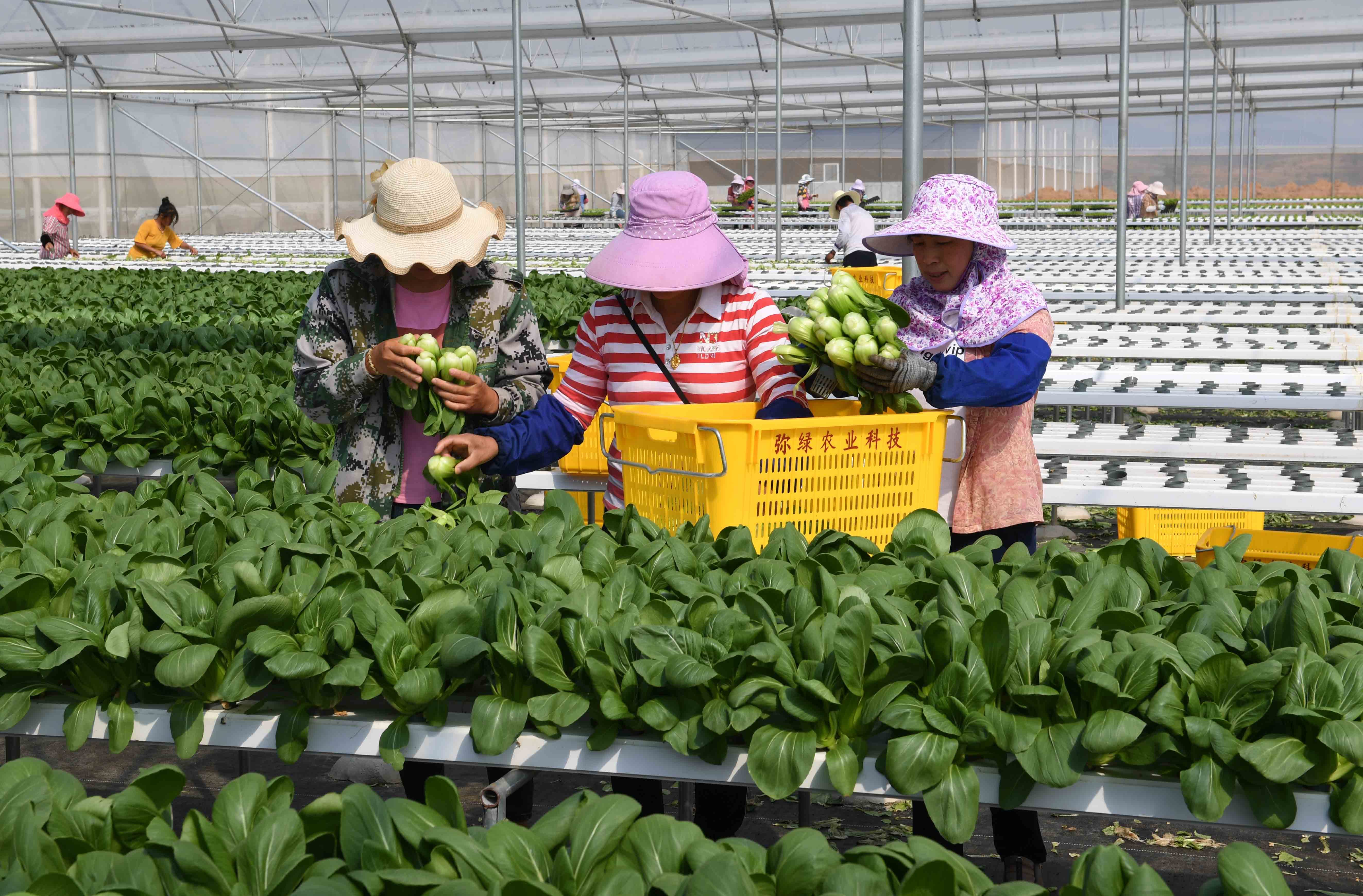 蔬菜架种植(种菜架子怎么搭)