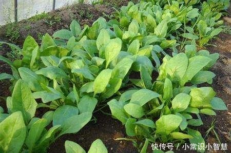 冬天种青菜用什么肥(冬天种青菜用什么肥料最好)