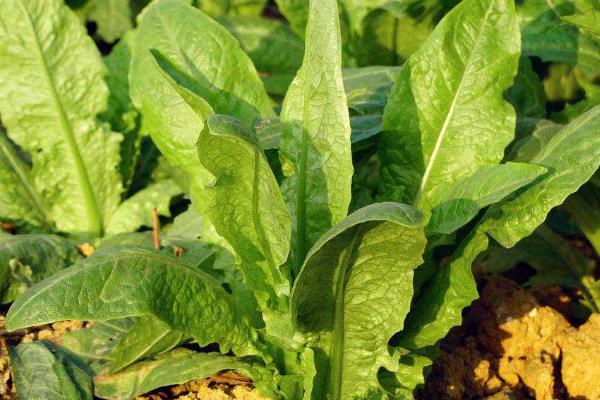 冬天种青菜用什么肥(冬天种青菜用什么肥料最好)