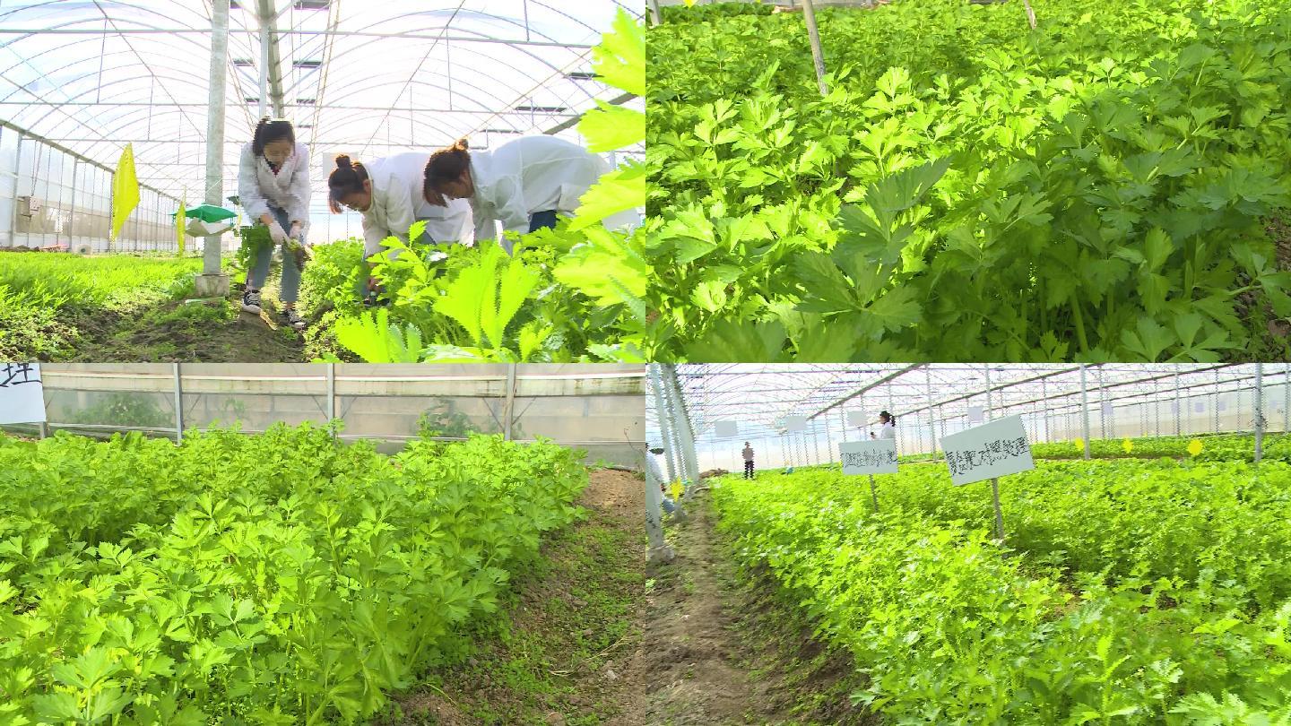 芹菜种植技术和管理施肥(芹菜种植技术和管理施肥方案)