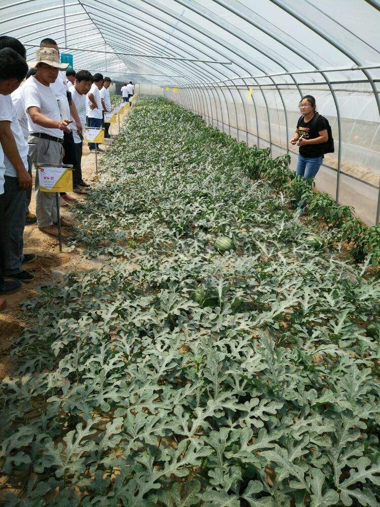 山地西瓜种植技术(山地种西瓜可行吗?)