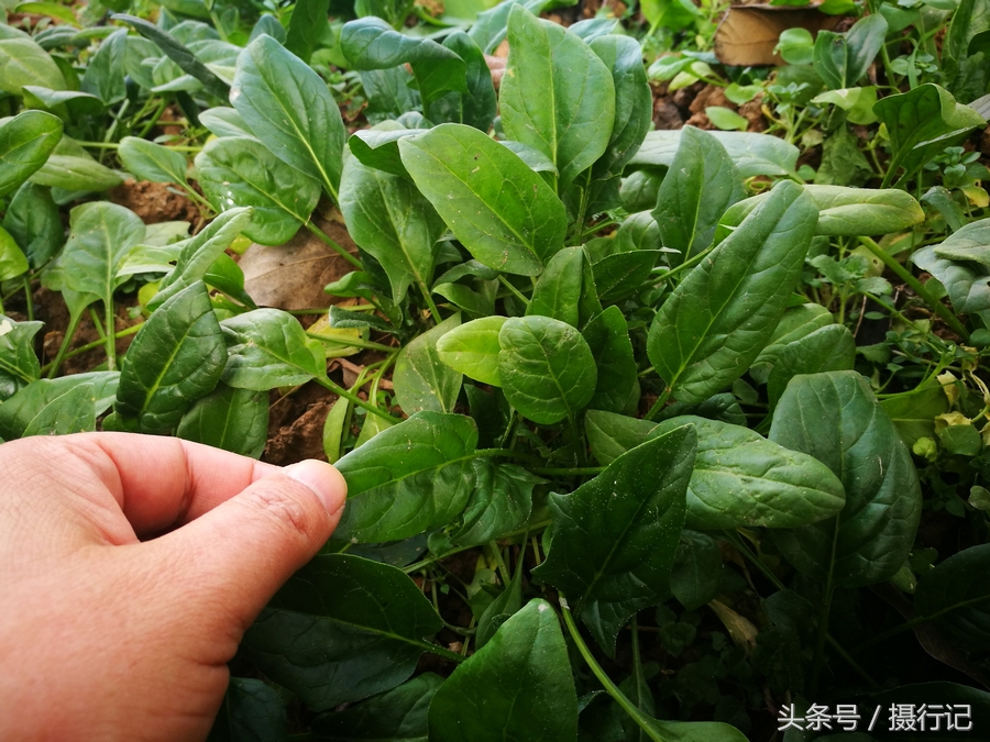 什么菜可以在冬天种(什么菜可以在冬天种植)
