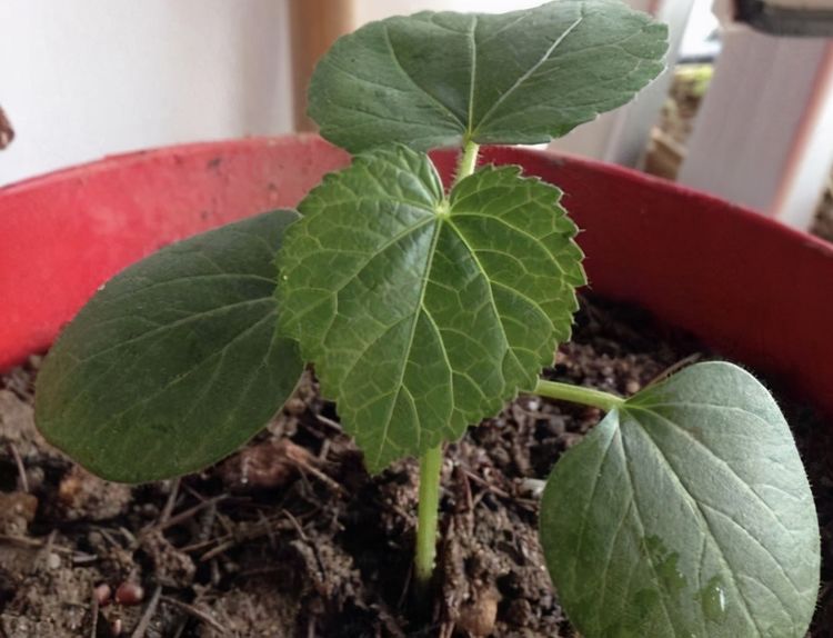 秋葵是单株或双株种植吗(秋葵是单株种植还是多株种植)