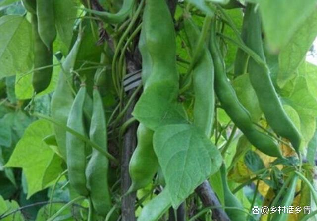 广东6月份适合种什么菜(广东6月种什么水果)