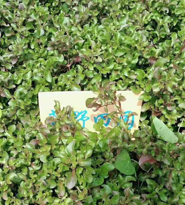 家庭培育蔬菜苗(家庭培育蔬菜苗图片)