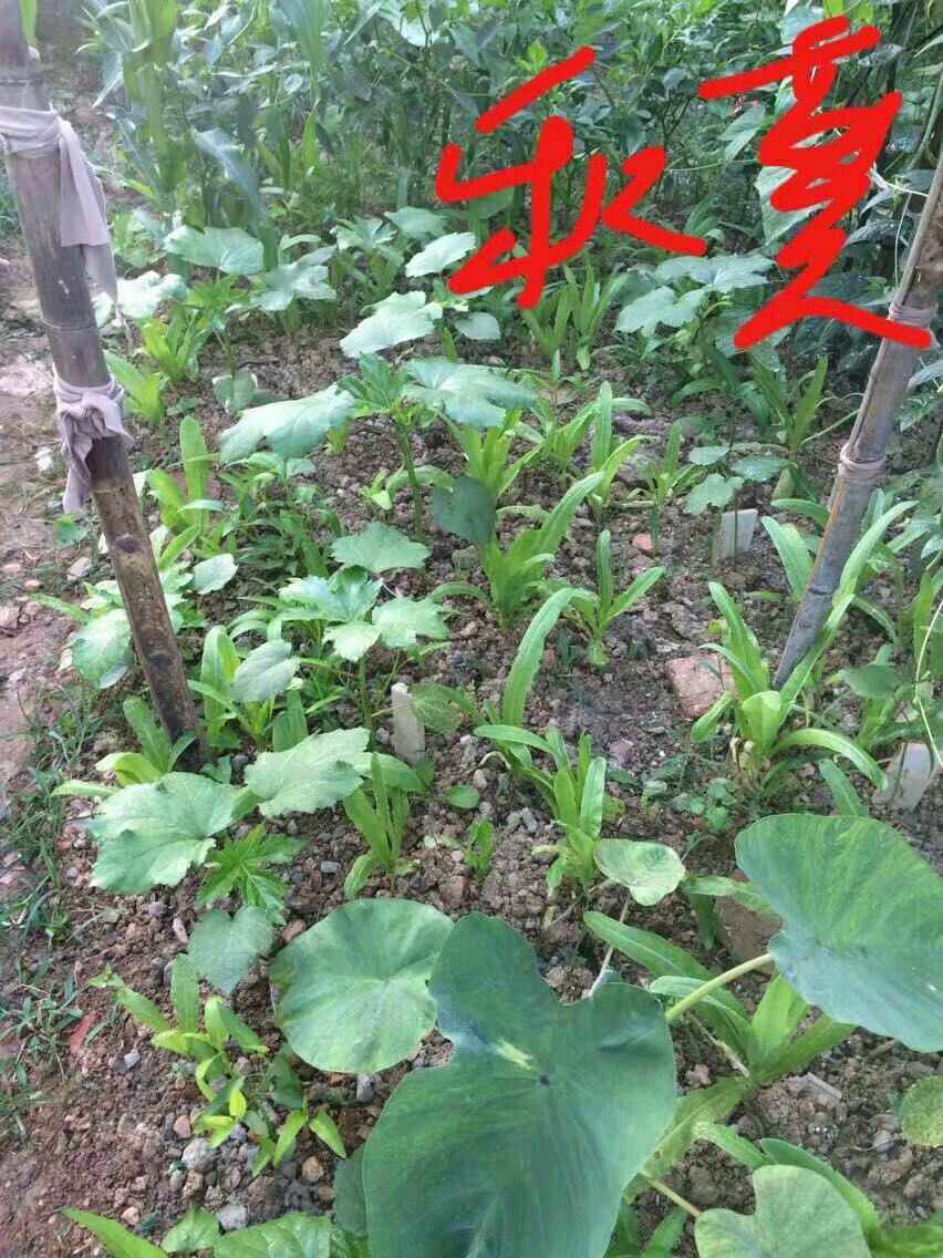 秋葵苗怎么栽(秋葵苗的种植方法行距和株距)