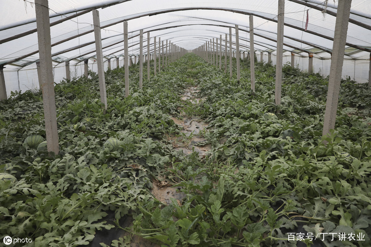 露天双膜西瓜种植技术(双膜西瓜什么时候开始啊)