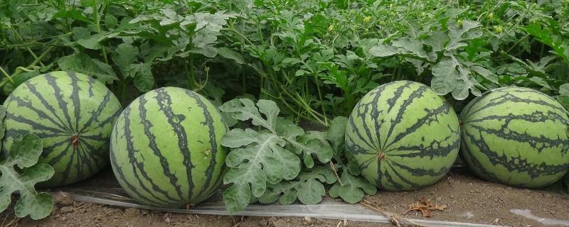 露天双膜西瓜种植技术(双膜西瓜什么时候开始啊)