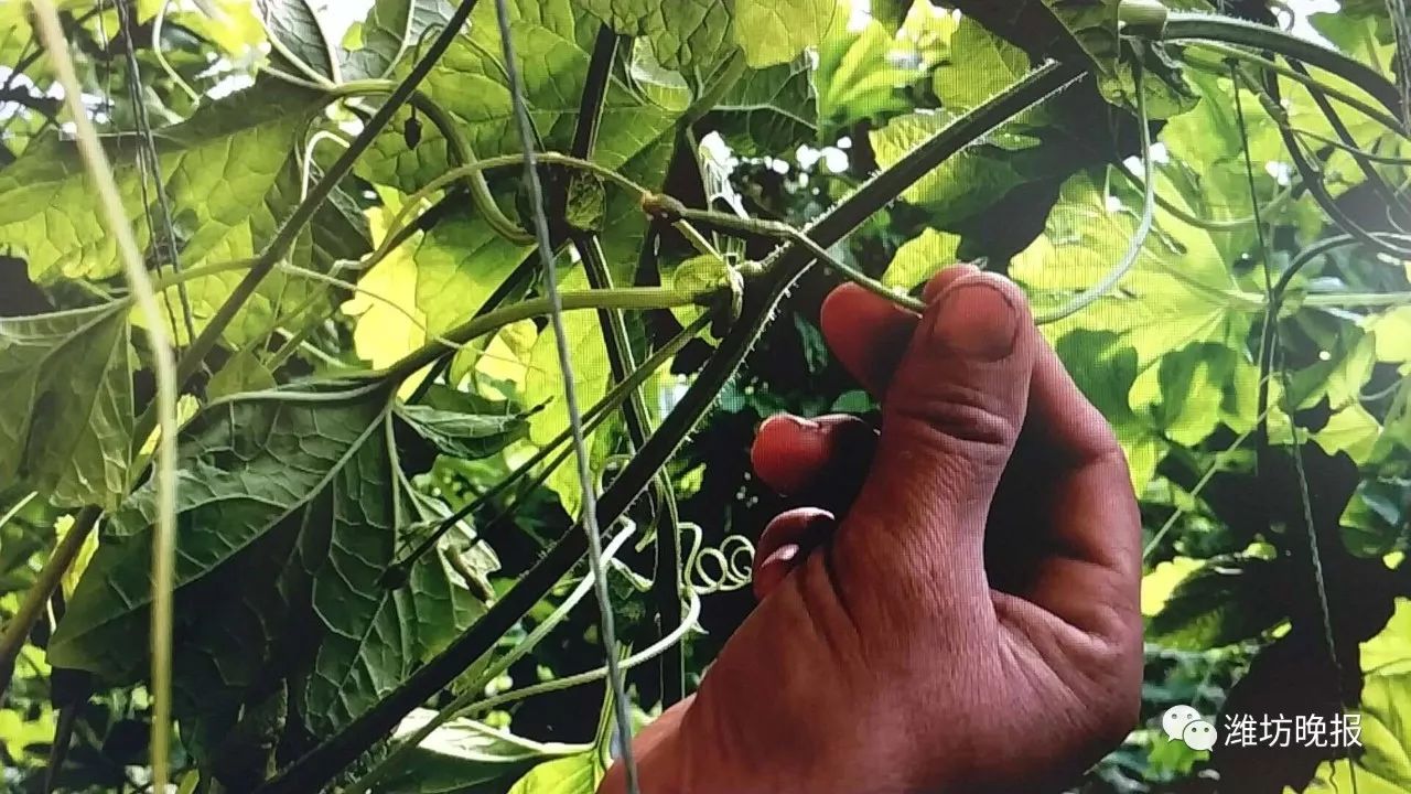 种苦瓜的方法(种苦瓜的方法和枝术及修剪枝图片)