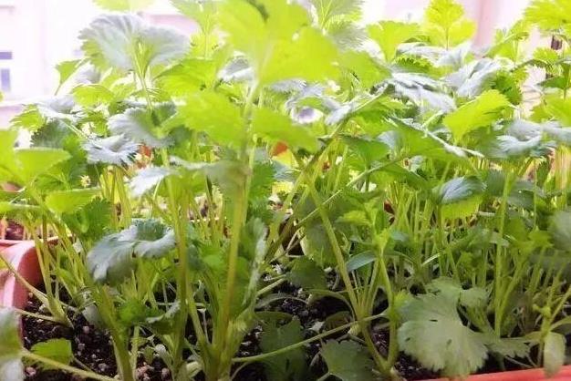 怎么种香菜出苗快(怎么种香菜出苗快视频)