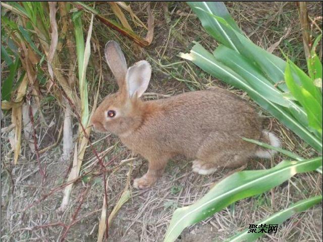 野兔一年繁殖多少(纯野兔一年繁殖多少)