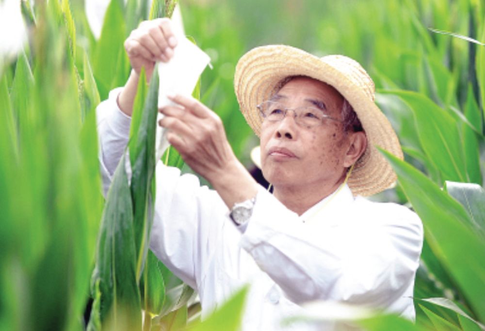 玉米如何育种(玉米如何育种种子)