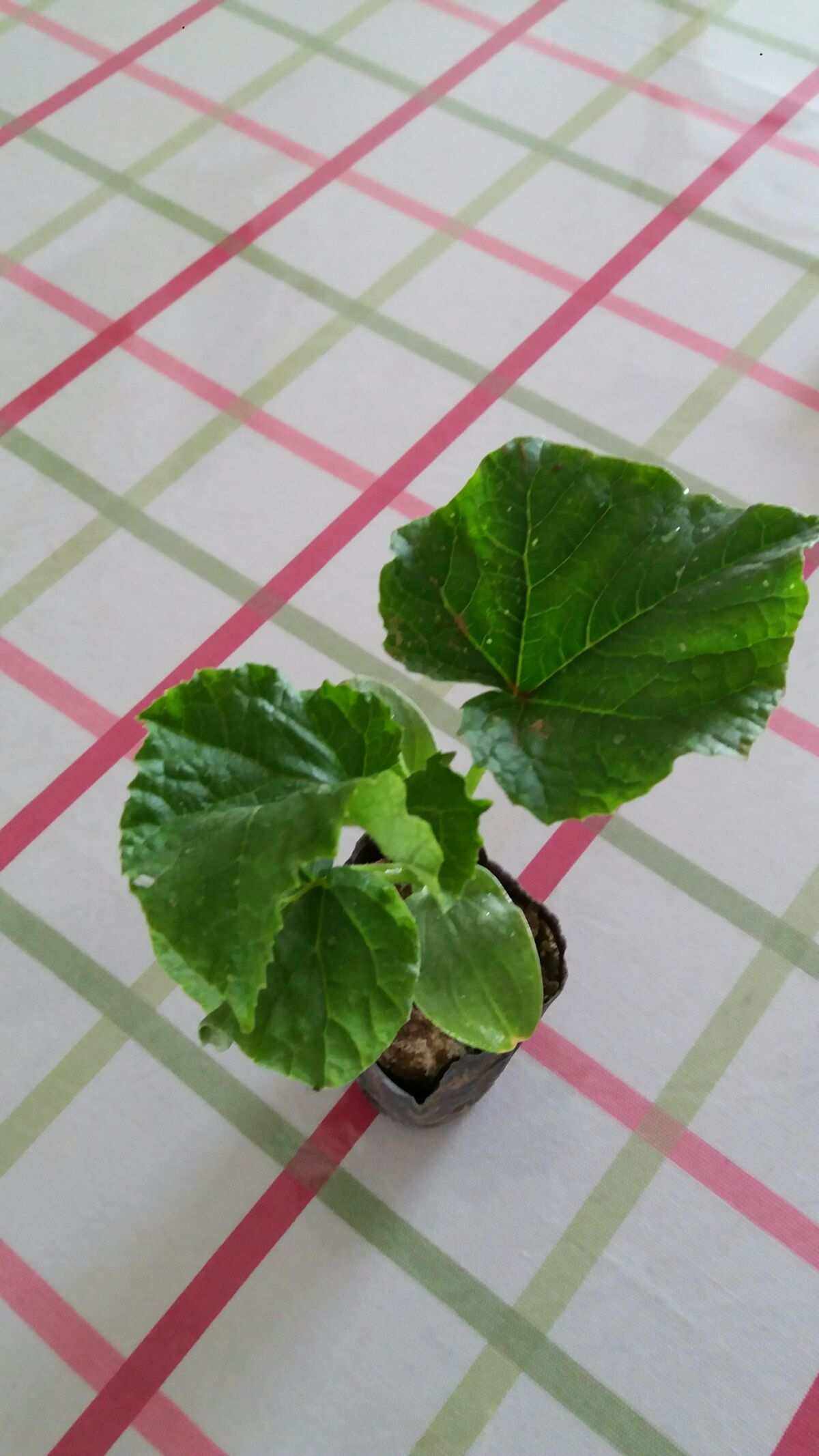 花盆能种黄瓜吗(盆栽可以种黄瓜吗)