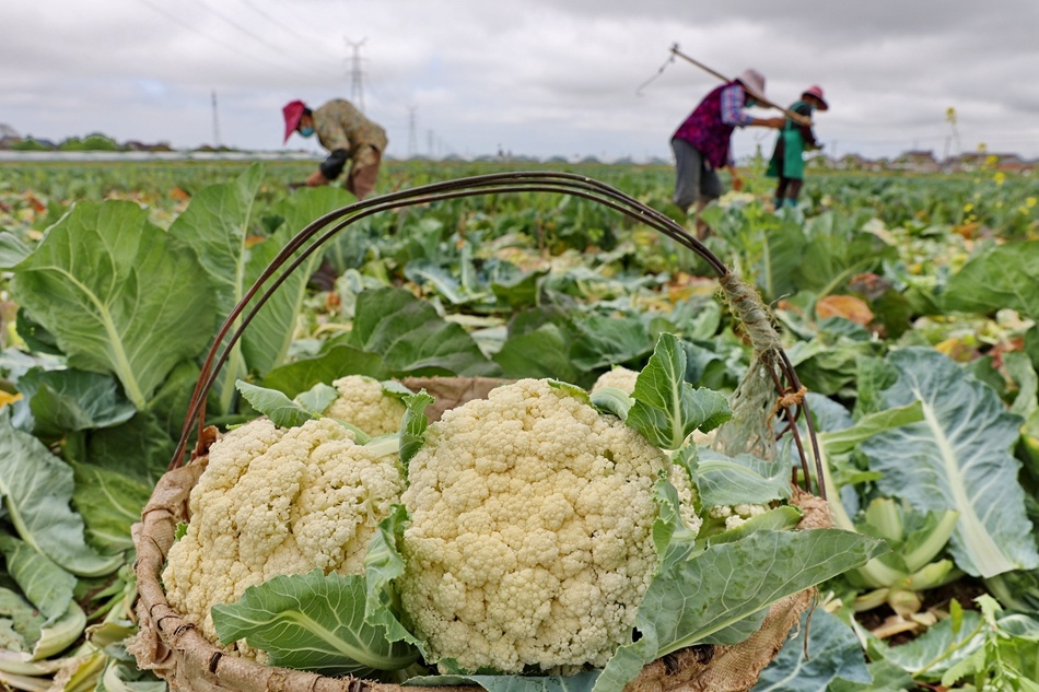 江苏蔬菜(江苏蔬菜价格表今日价格)