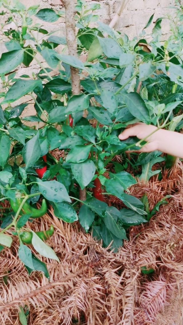怎样栽辣椒(怎样栽辣椒产量高)