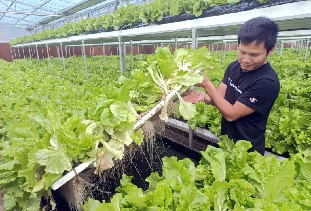 种植土蔬菜(种植蔬菜用什么土好)