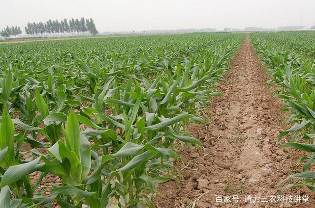 玉米种植田间管理技术(玉米各个时期的管理措施)