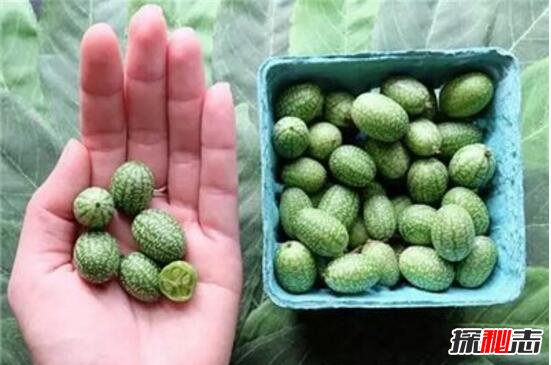 小种西瓜(小西瓜种植的方法和注意事项)