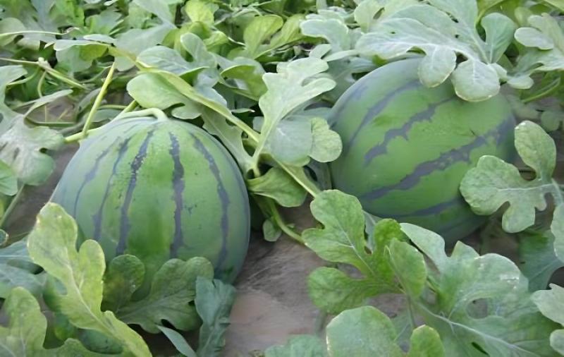 西瓜种植麻烦吗(种西瓜需要什么土地)