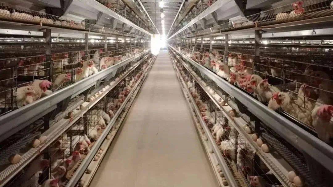 养两万只蛋鸡(养2万只蛋鸡一年能赚多少钱)