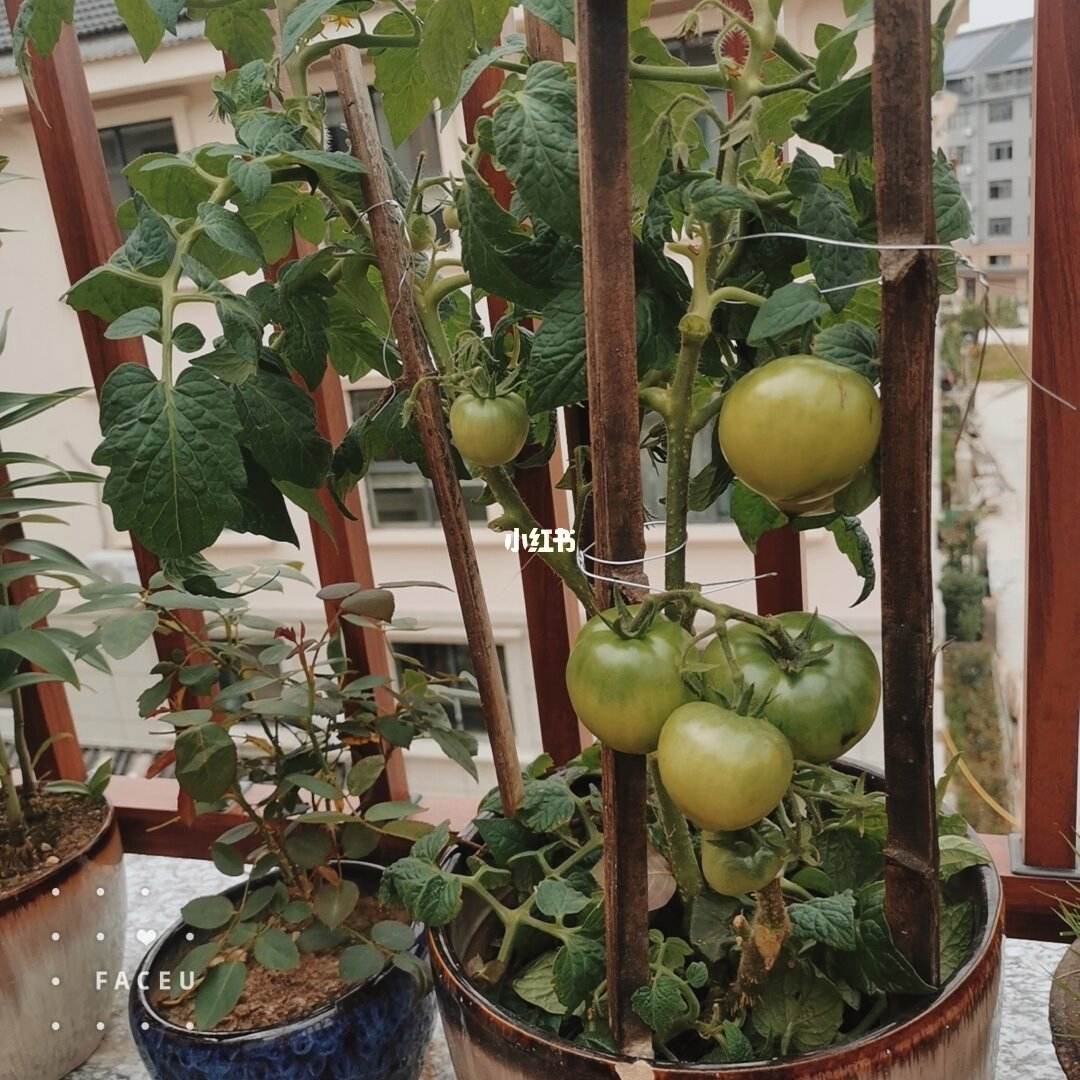 阳台可以种西红柿吗的简单介绍