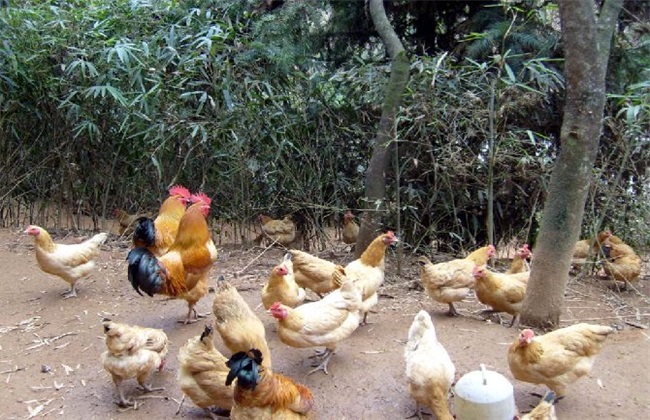 肉鸡饲养,农村土鸡养殖,,2.56,2,高,培育词的简单介绍