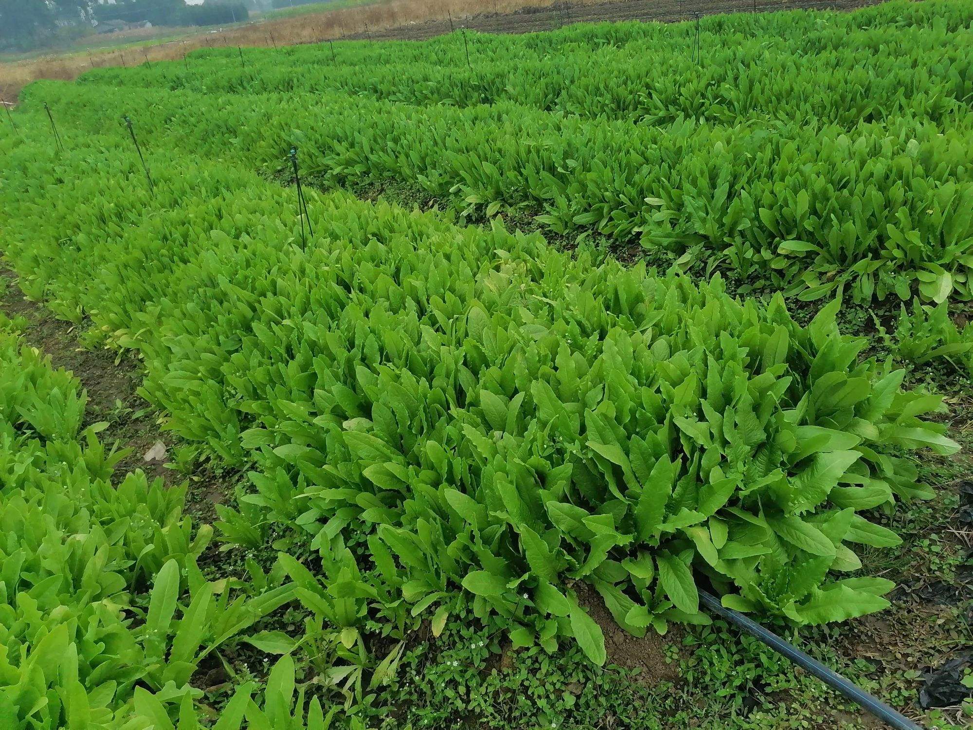 青菜要种多久(青菜种多久能吃了)