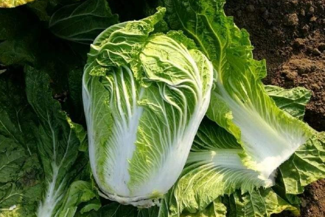 青菜要种多久(青菜种多久能吃了)