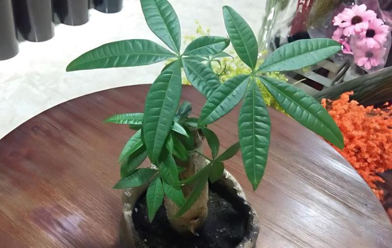 发财树的繁育方法(发财树怎么繁殖方法如下)