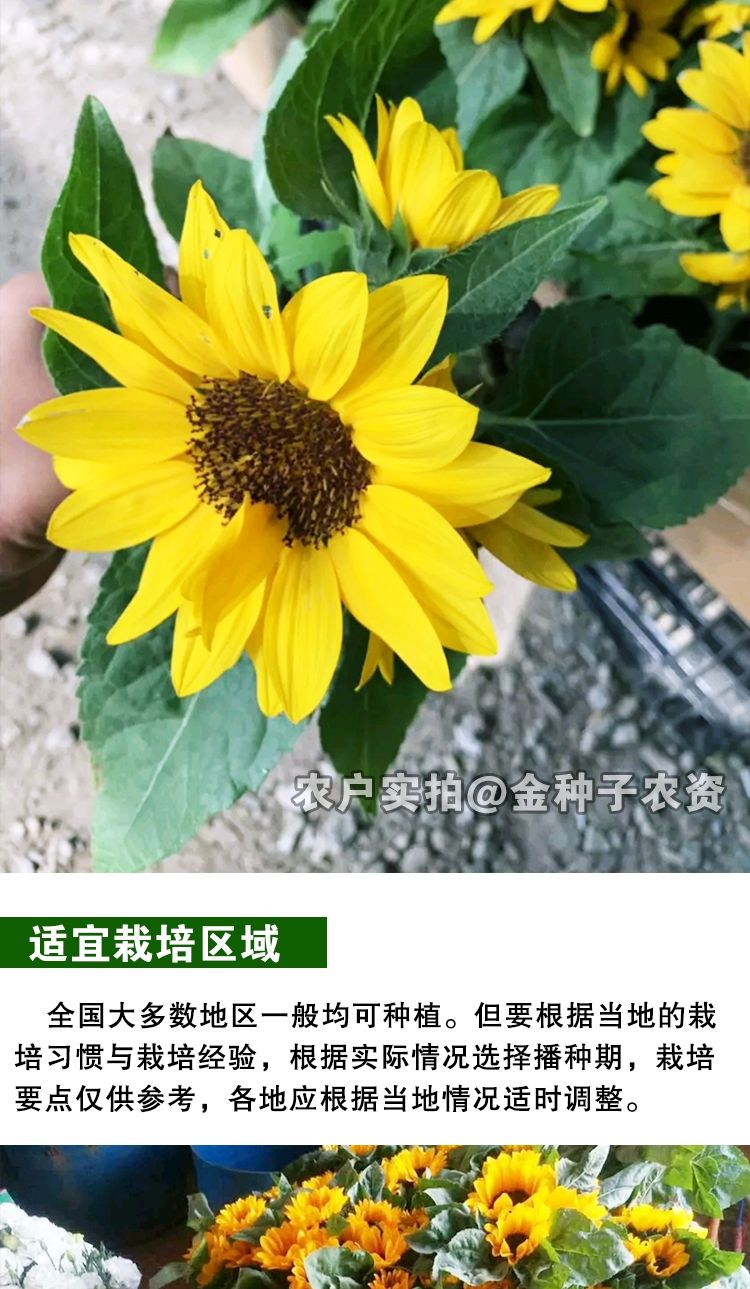 向日葵靠什么繁殖(向日葵用什么繁衍后代)