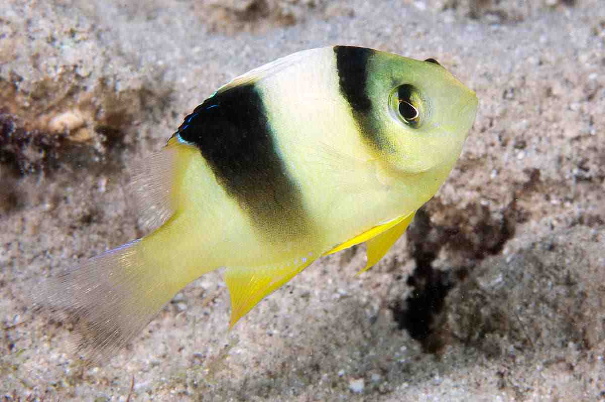 海洋观赏鱼种类(海洋观赏鱼种类分类)
