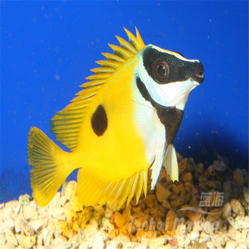 海洋观赏鱼种类(海洋观赏鱼种类分类)