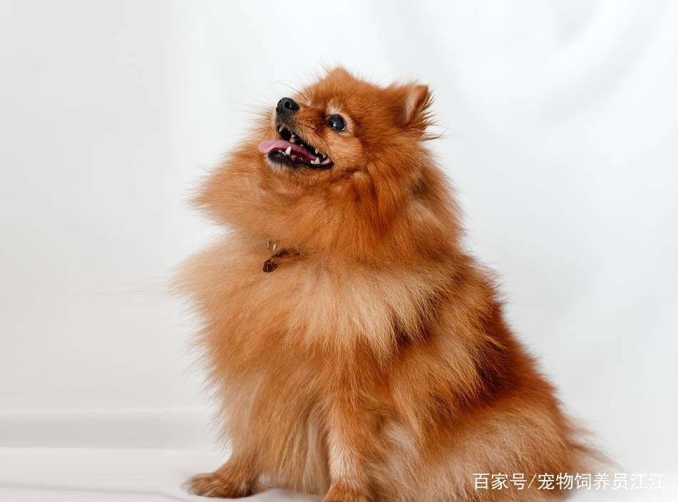 宠物狗的种类及图片(宠物狗的品种图片大全 受欢迎)