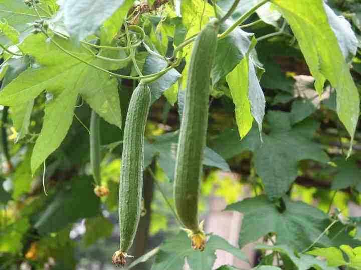 丝瓜属于植物吗(丝瓜属于植物类吗)